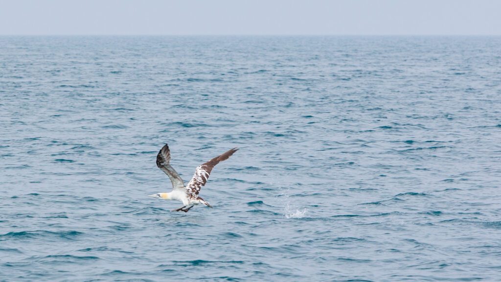 The image is predominantly sea with small ripple waves. The upper ten percent  is a pale blue sky in the bottom third a large bird with long pointed wings and a yellow head is taking off from right to left leaving a spash in the water. The bird is an immature Gannet