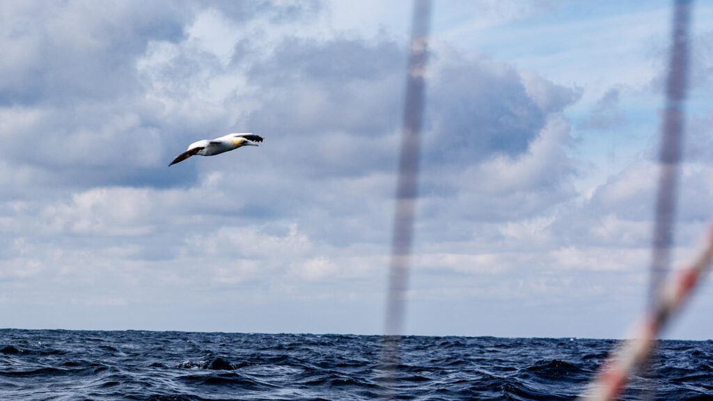 Image shows sea and a diffuse cloudy sky with Trilleen's sailboat rigging in the right hand side an a soaring Gannet moving from left to right in the middle portion of the sky