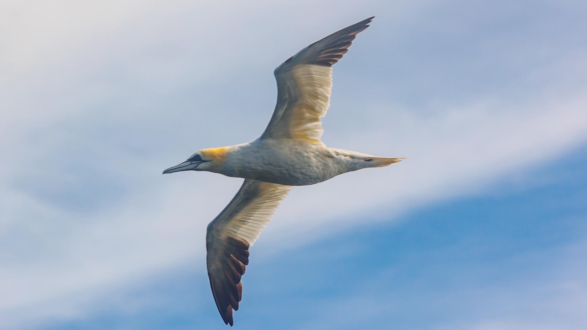 shows a gannet (sea bird) flying from left to right. the Gannet has black wing tips, wings made for soaring and a vicious bill on a head topped with yellow
