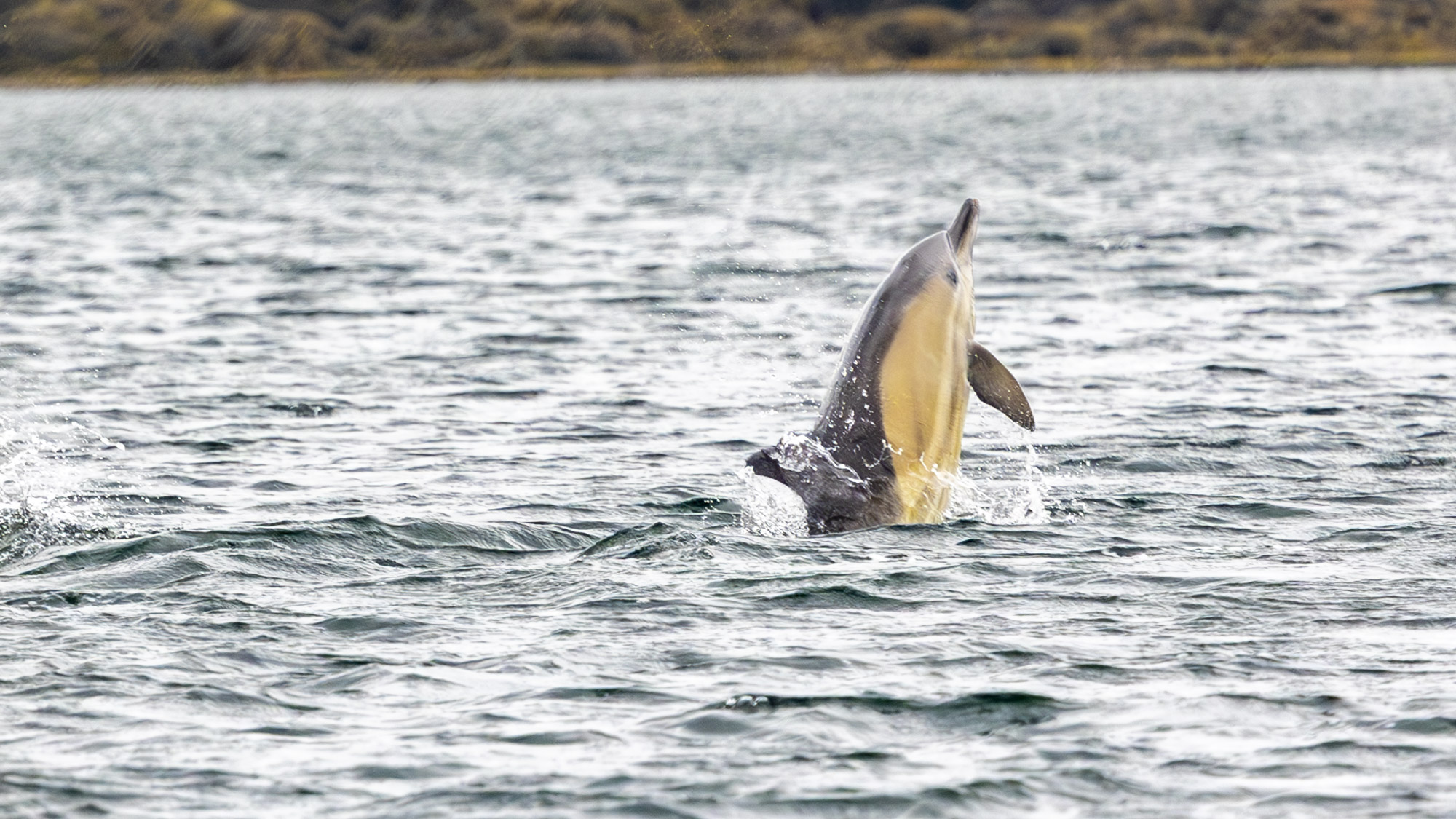 A common dolphin breaches while hunting. The sea is flat, slate grey and rippled with wind waves