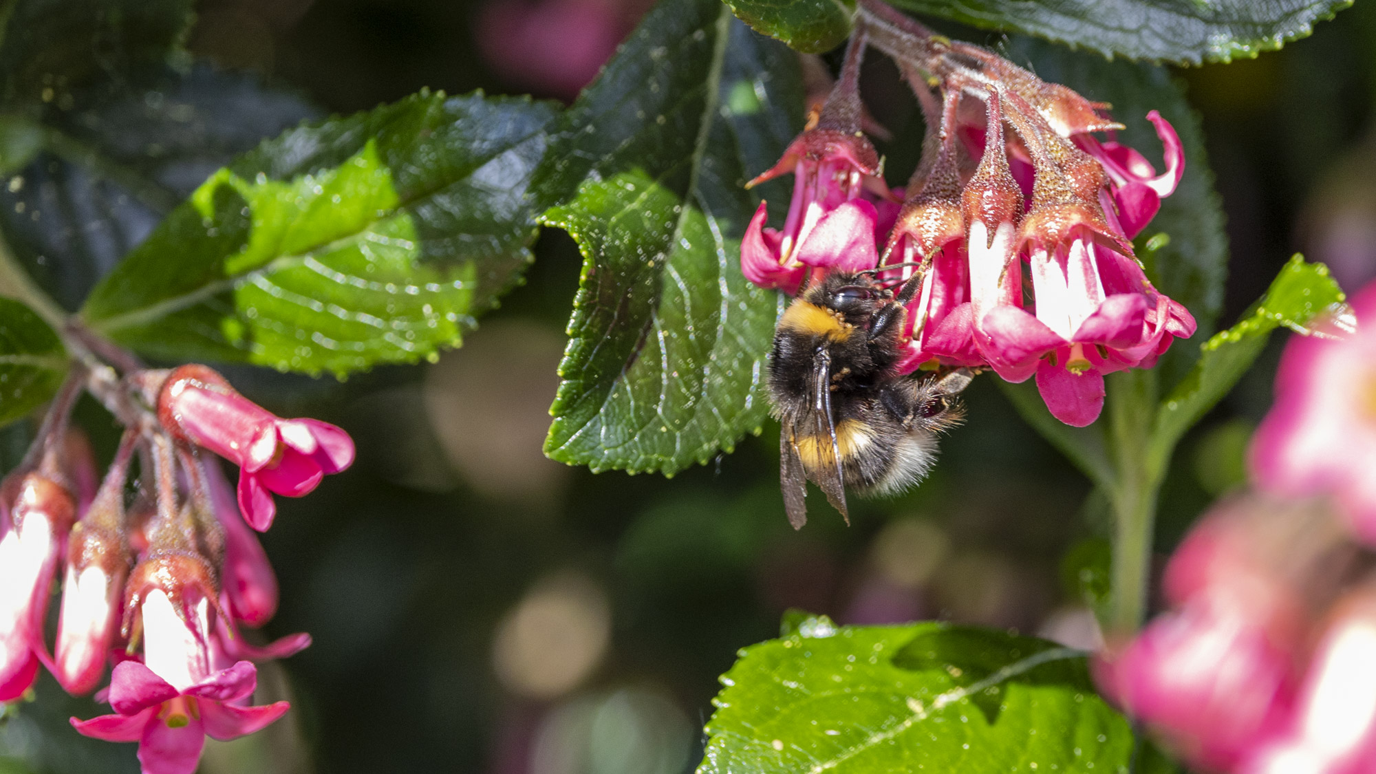 A bee feeding on the pink bell shaped flower of Escalonia